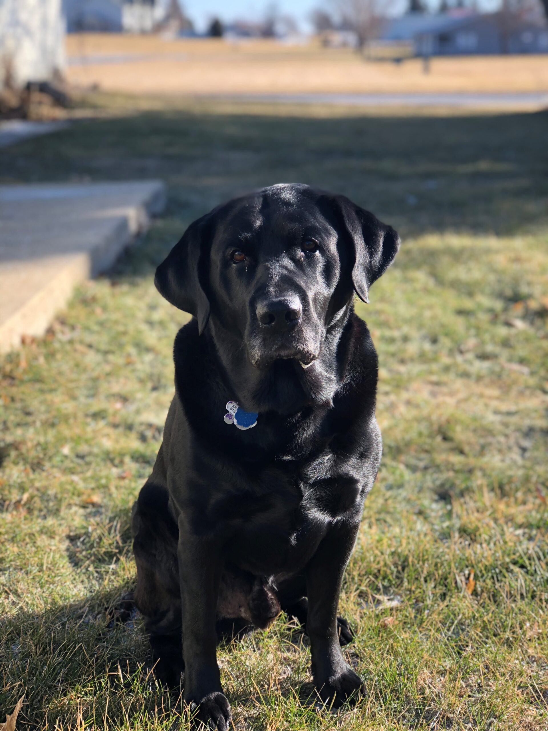 Photo of Kristin's dog Rudy 